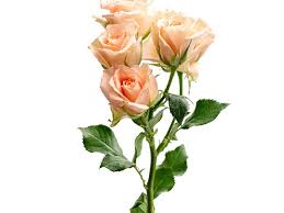 Pink Roses